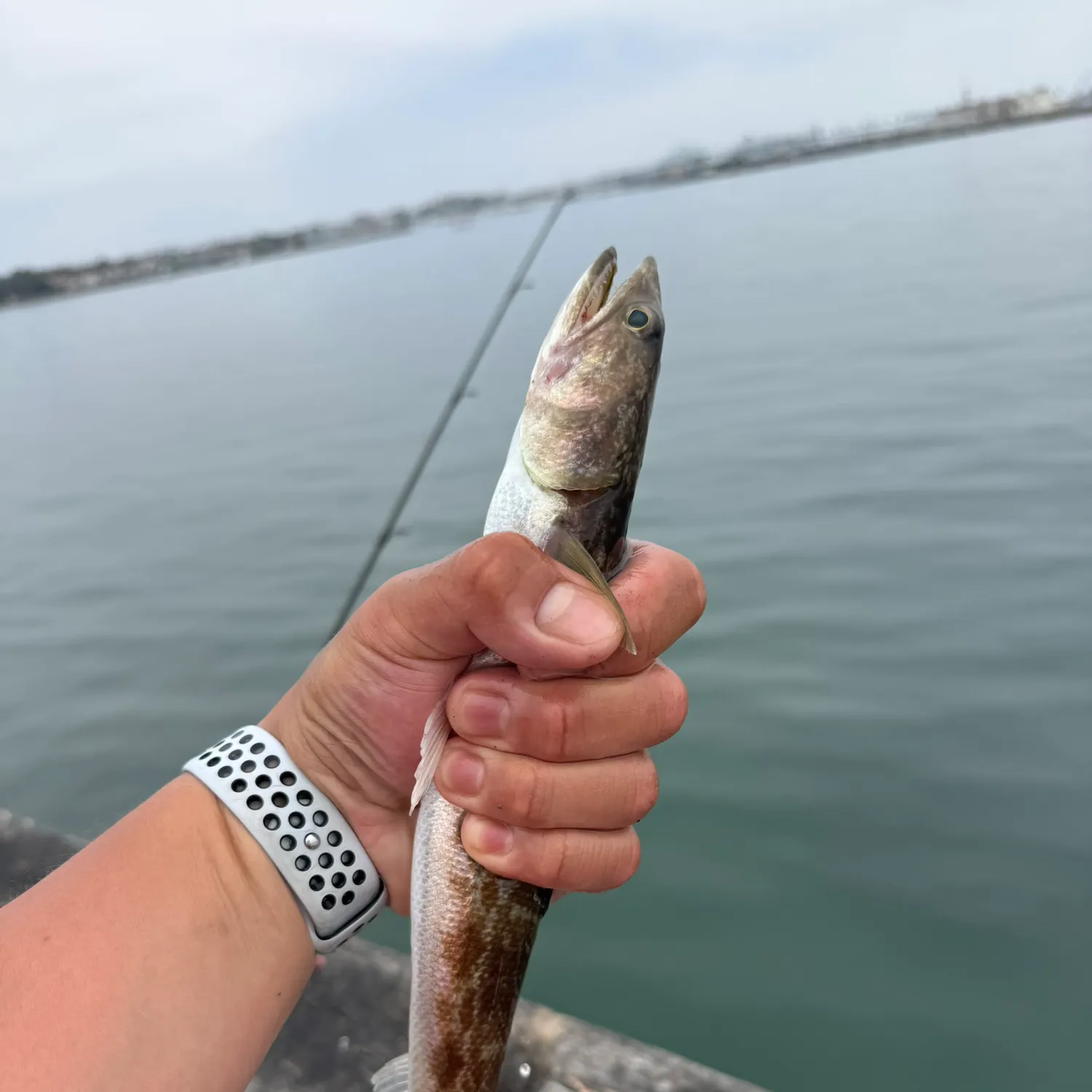 The most recent California lizardfish catches on Fishbrain