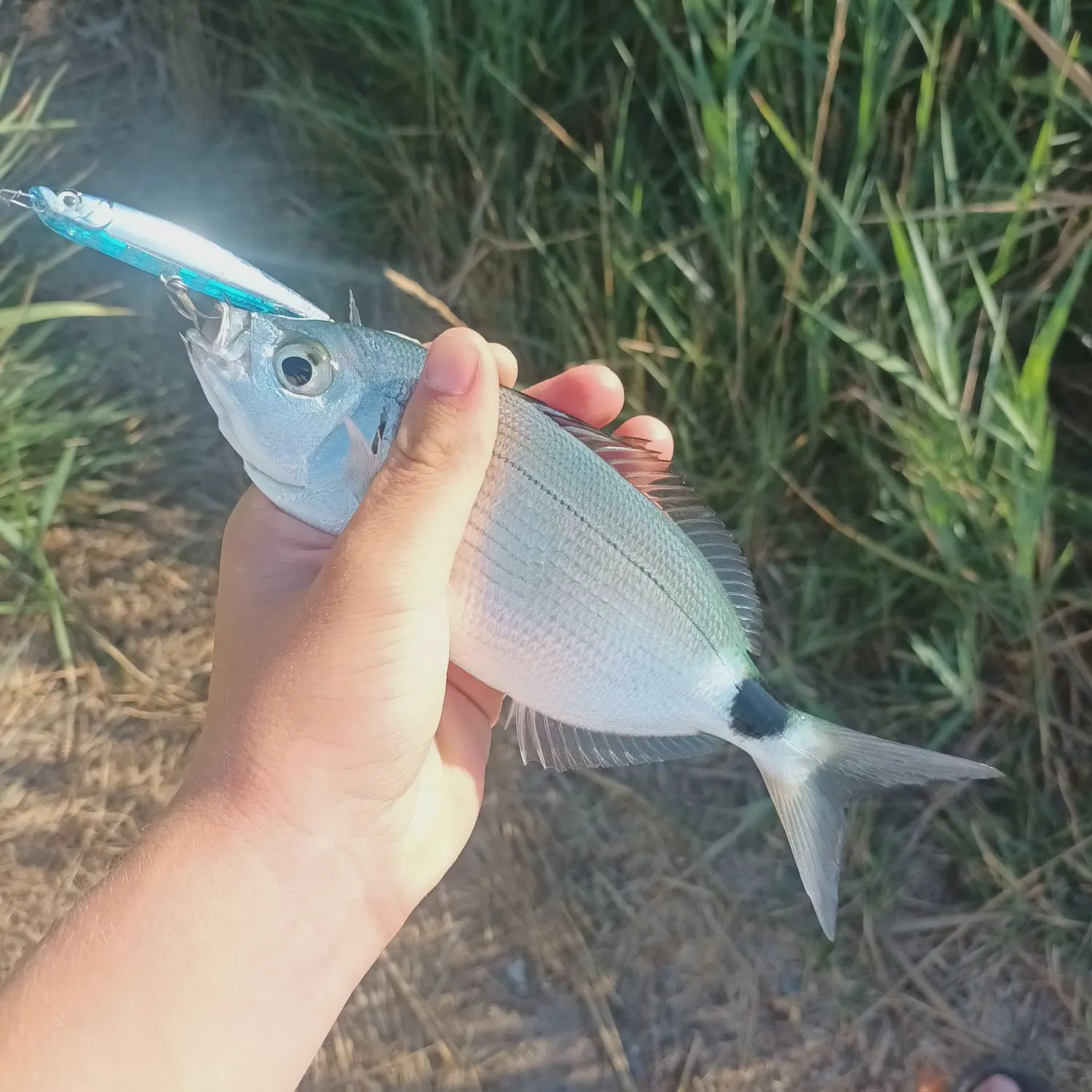 The most recent Saddled seabream catches on Fishbrain