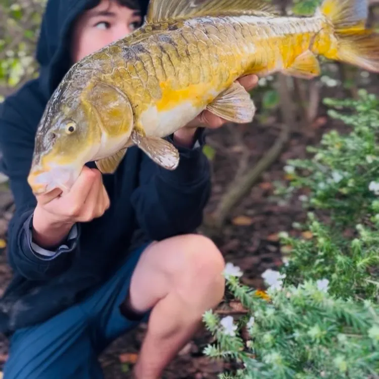 Mirror carp caught on Fishbrain