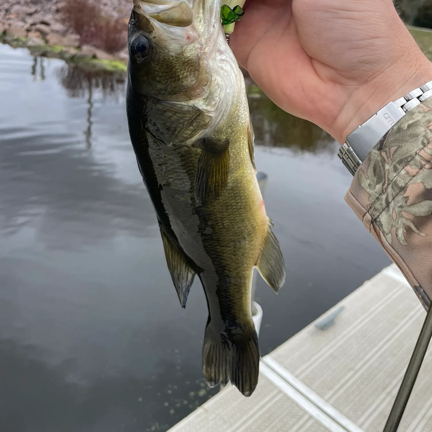 Largemouth bass caught on Fishbrain