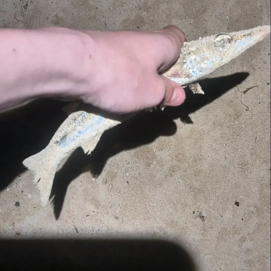 The most recent Australian barracuda catches on Fishbrain