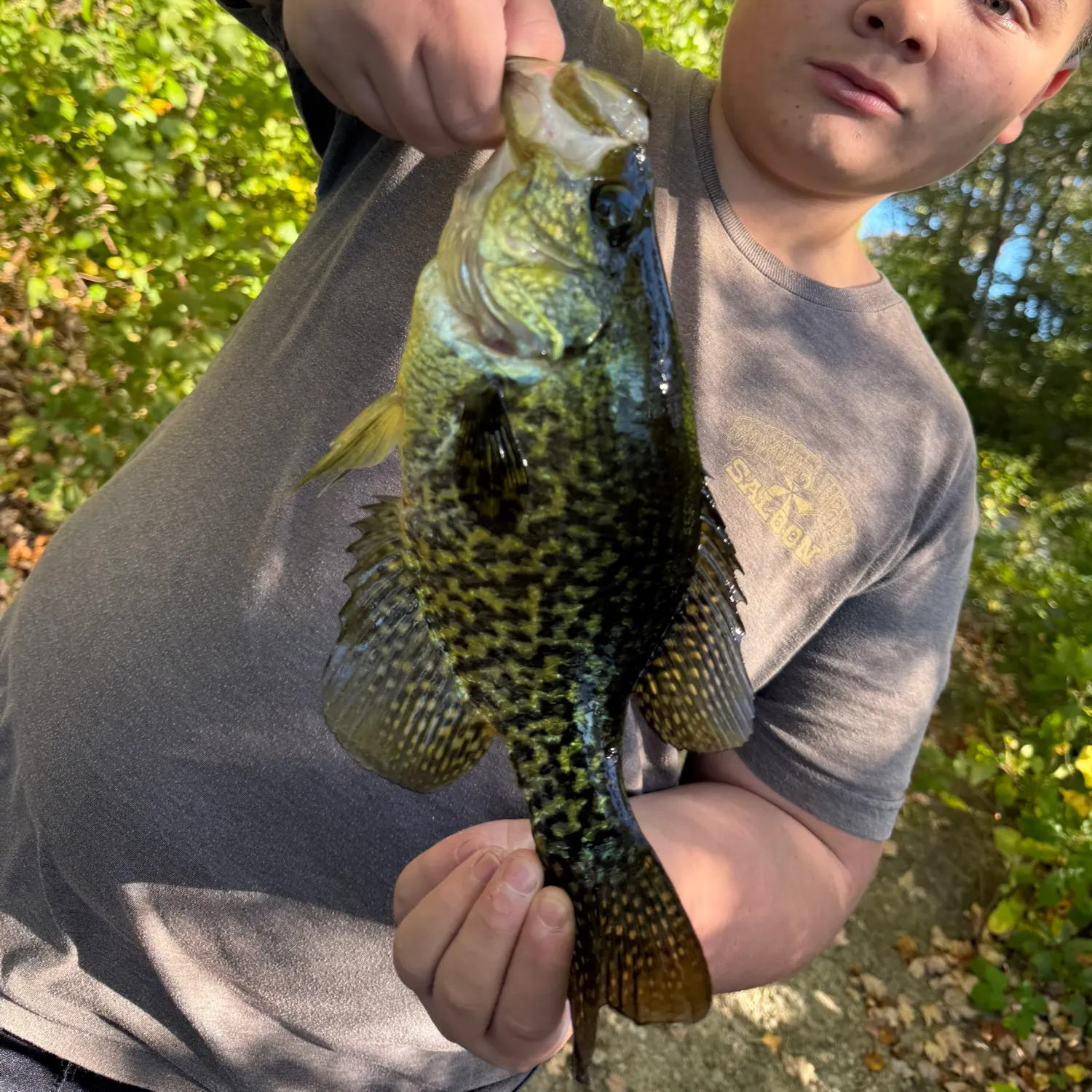 Black crappie caught on Fishbrain