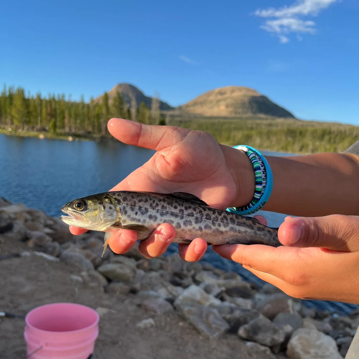 The most recent Tiger trout catches on Fishbrain