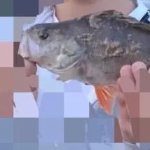 European perch caught on Fishbrain