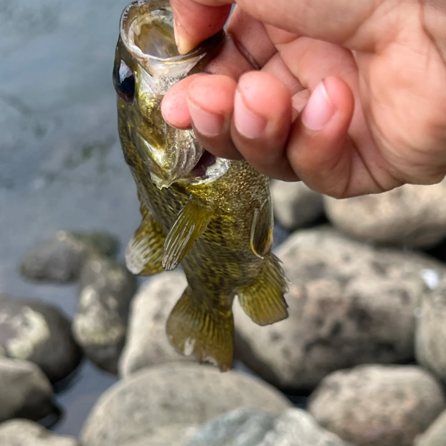 Rock bass caught on Fishbrain
