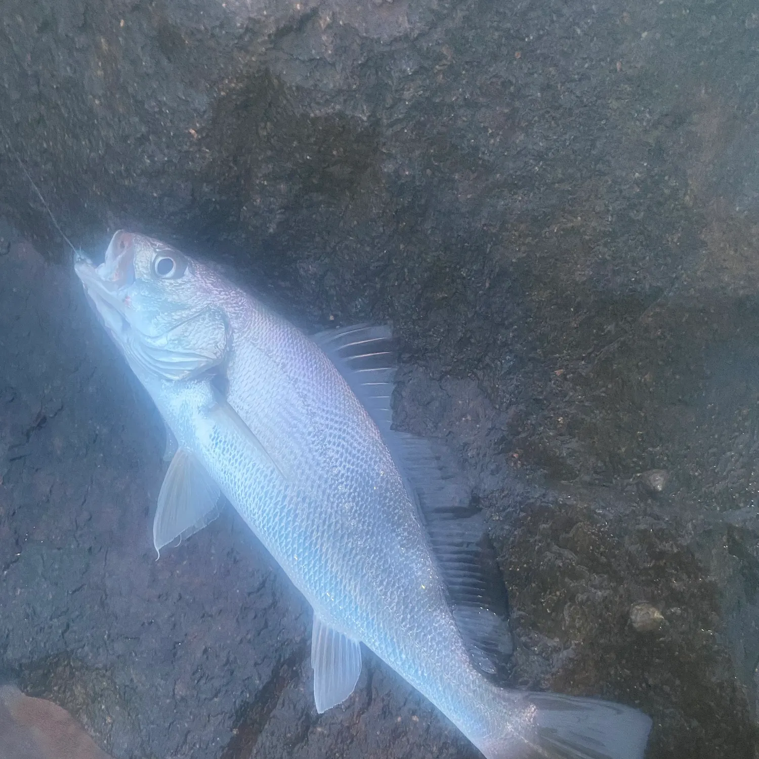 Japanese meagre caught on Fishbrain