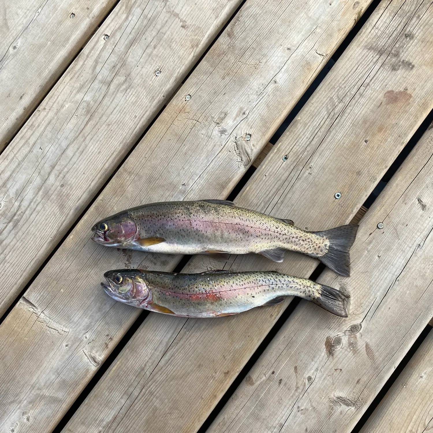 recently logged catches