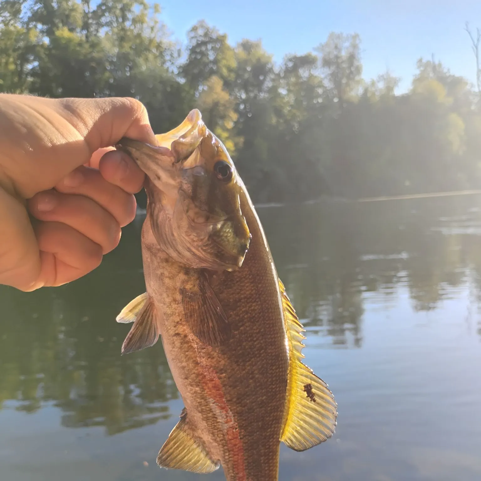 Smallmouth bass caught on Fishbrain