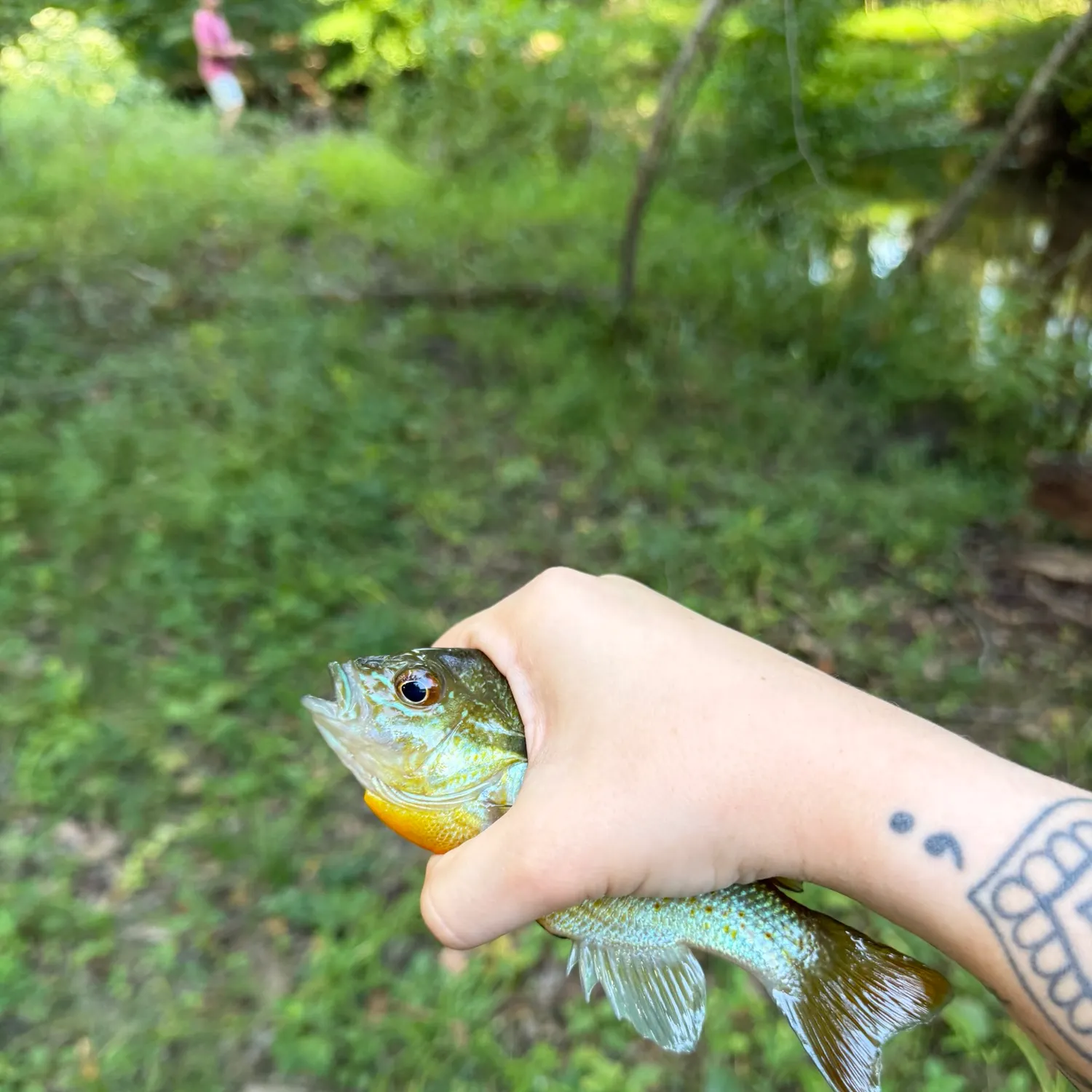 Redbreast sunfish caught on Fishbrain