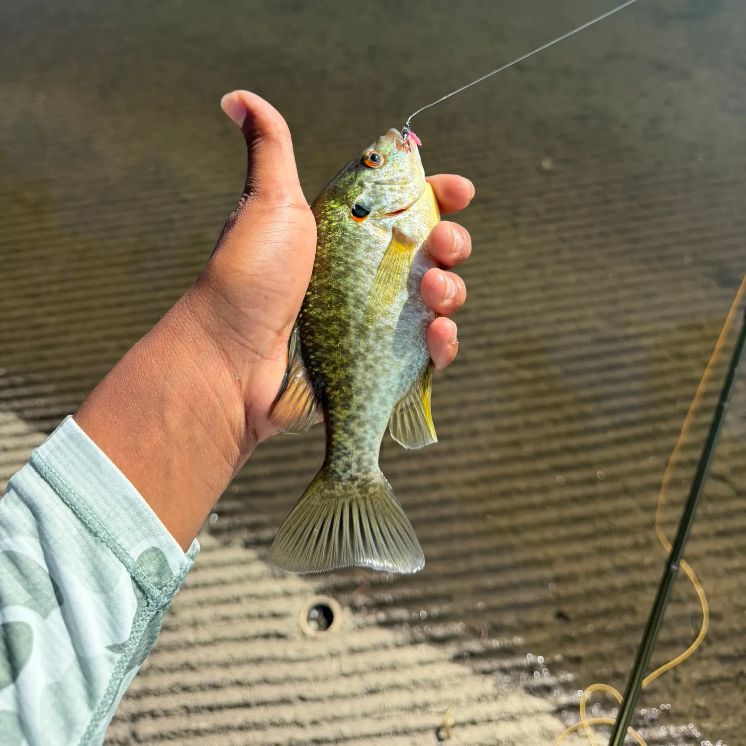 Redear sunfish caught on Fishbrain