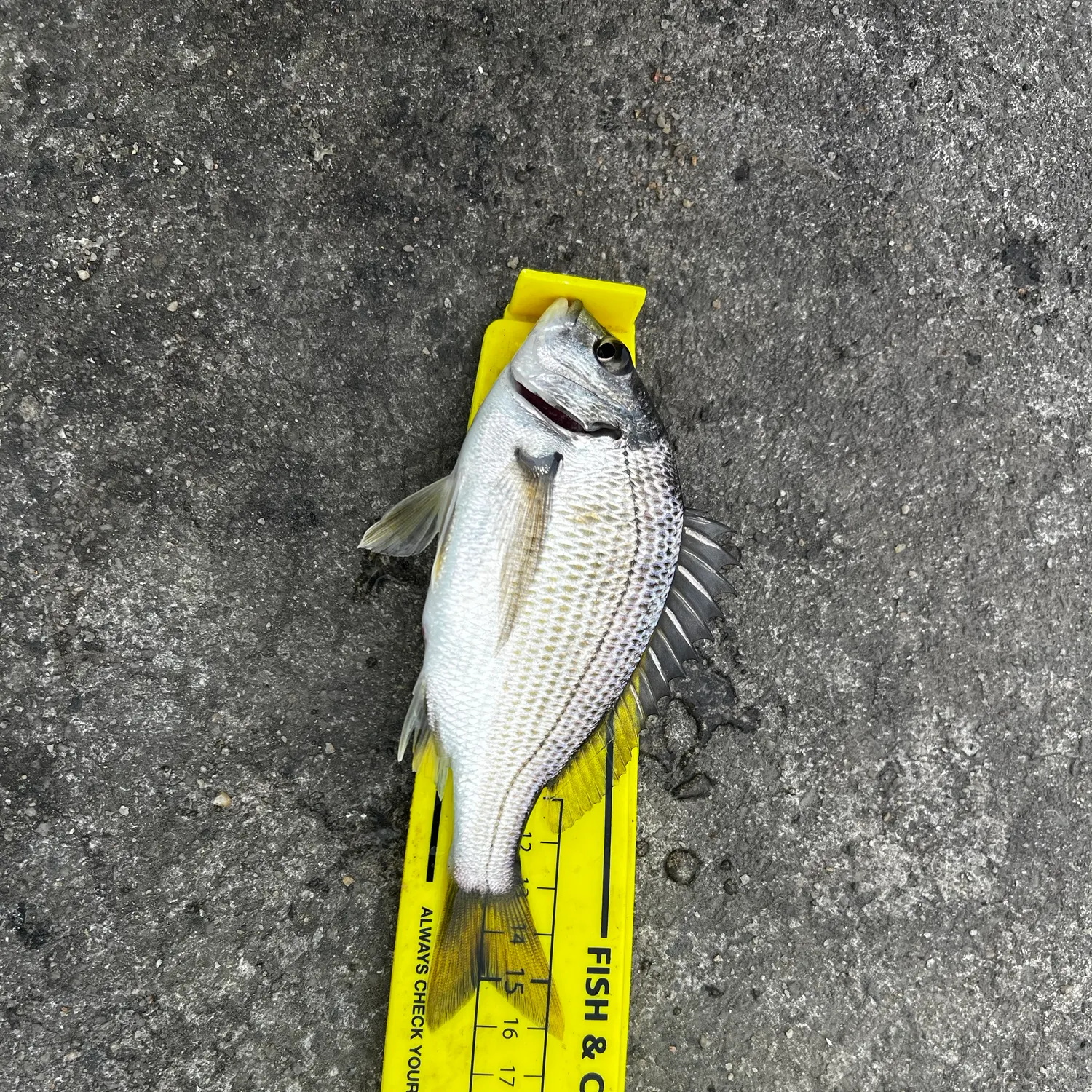 Southern black bream caught on Fishbrain