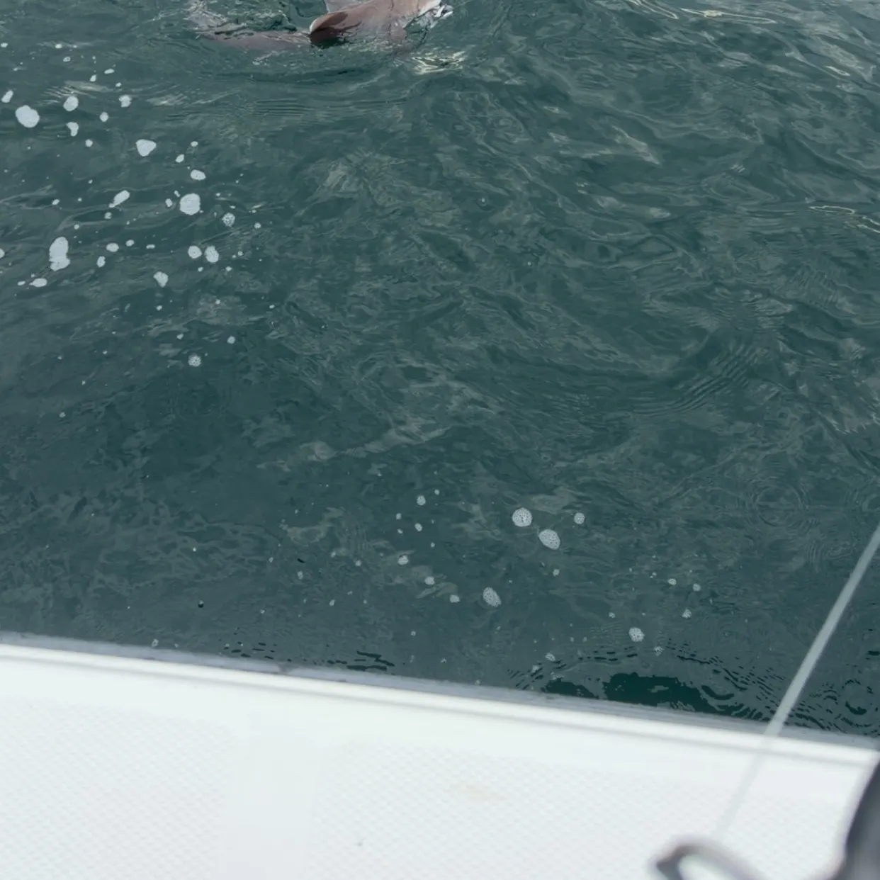 The most recent Piked dogfish catches on Fishbrain