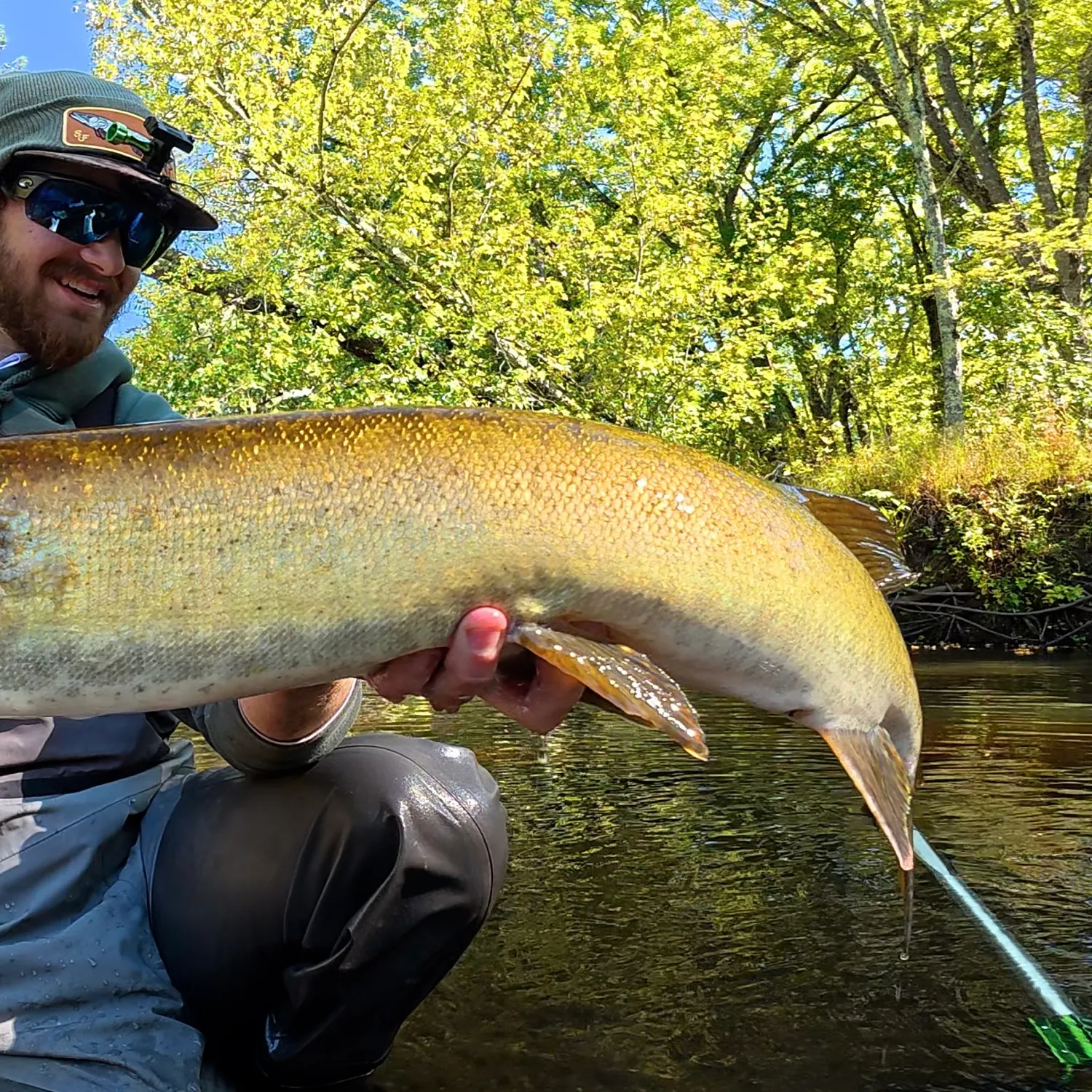 The most recent Muskie catches on Fishbrain