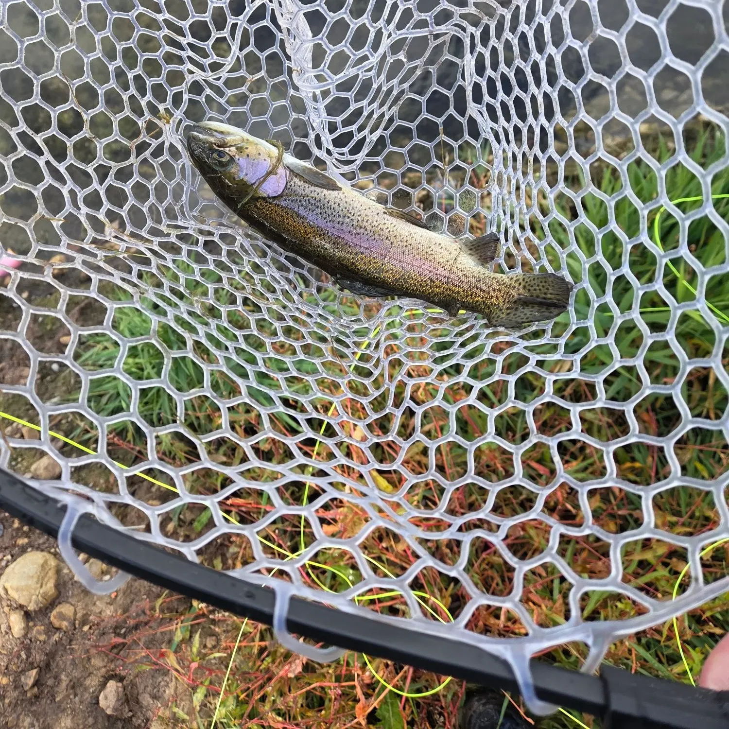 Rainbow trout caught on Fishbrain