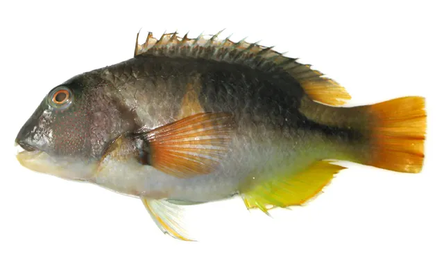 Orange-dotted tuskfish