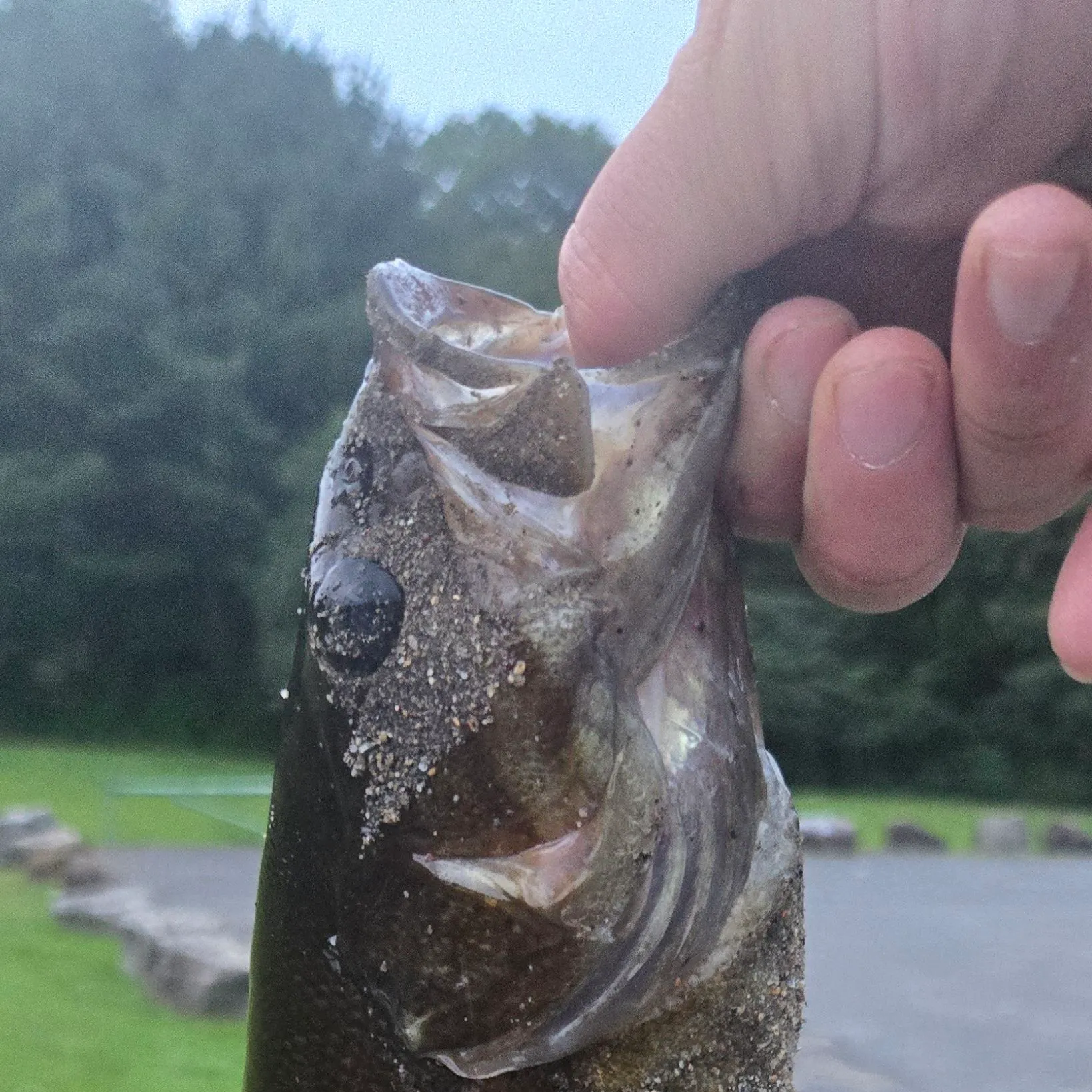 Smallmouth bass caught on Fishbrain