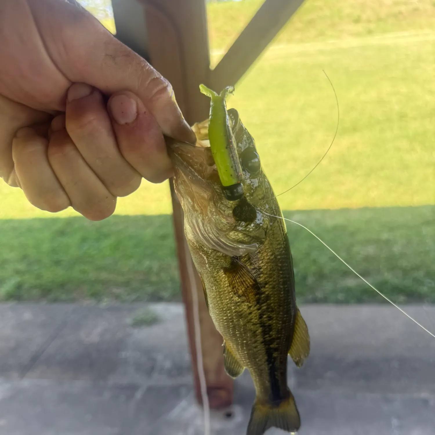 Largemouth bass caught on Fishbrain