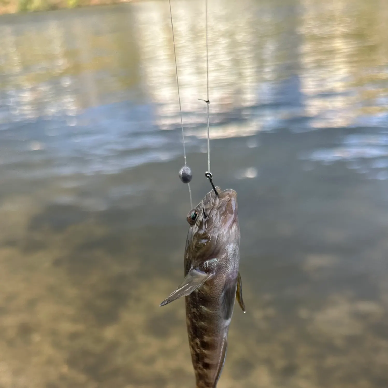Round goby caught on Fishbrain