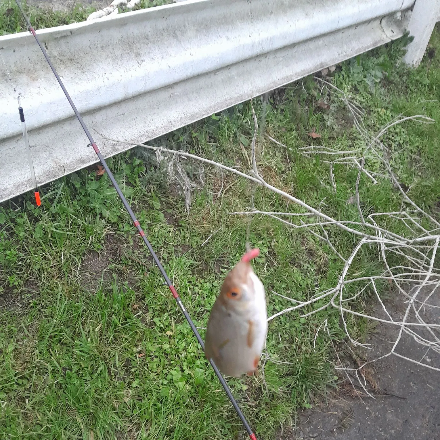The most recent Common roach catches on Fishbrain