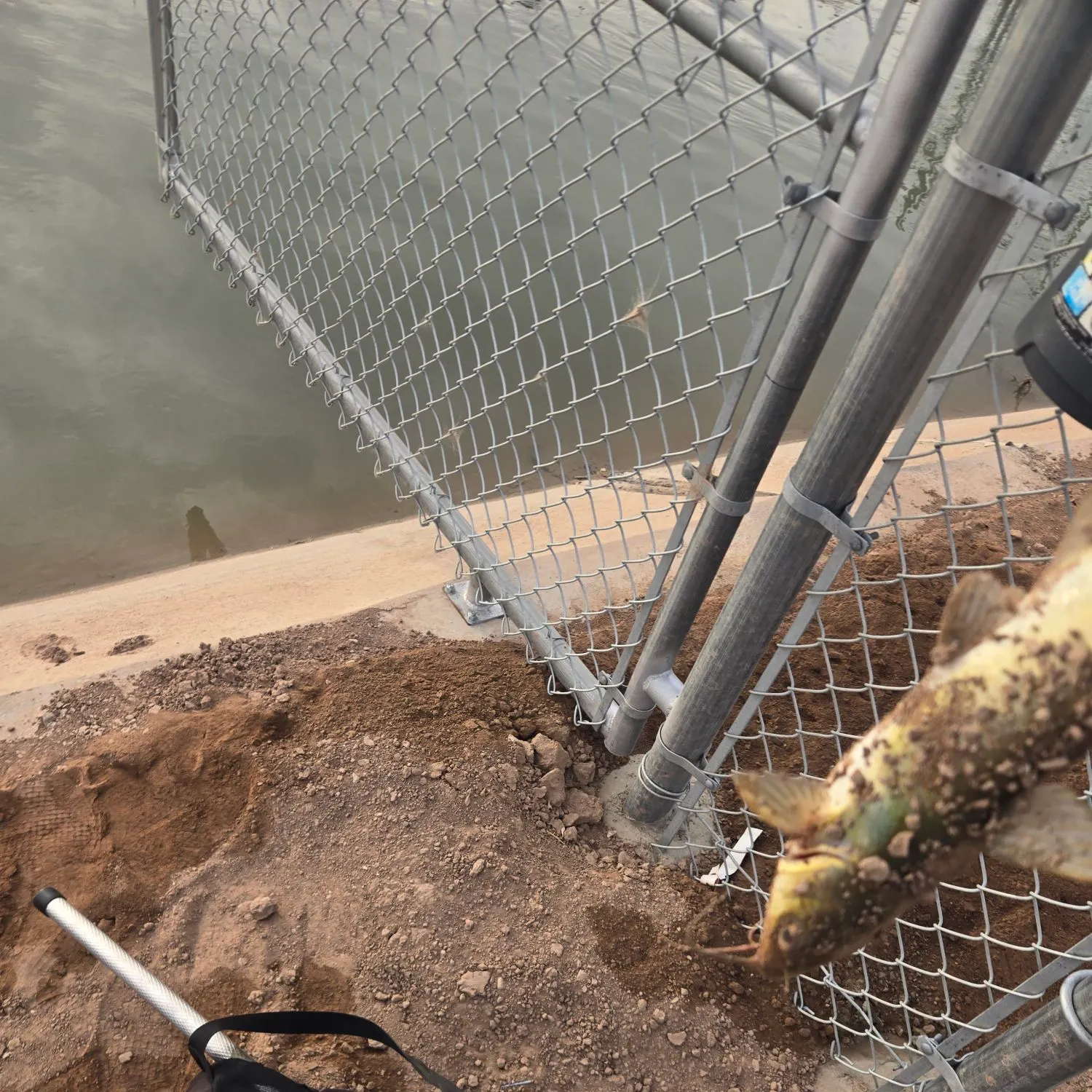 Channel catfish caught on Fishbrain