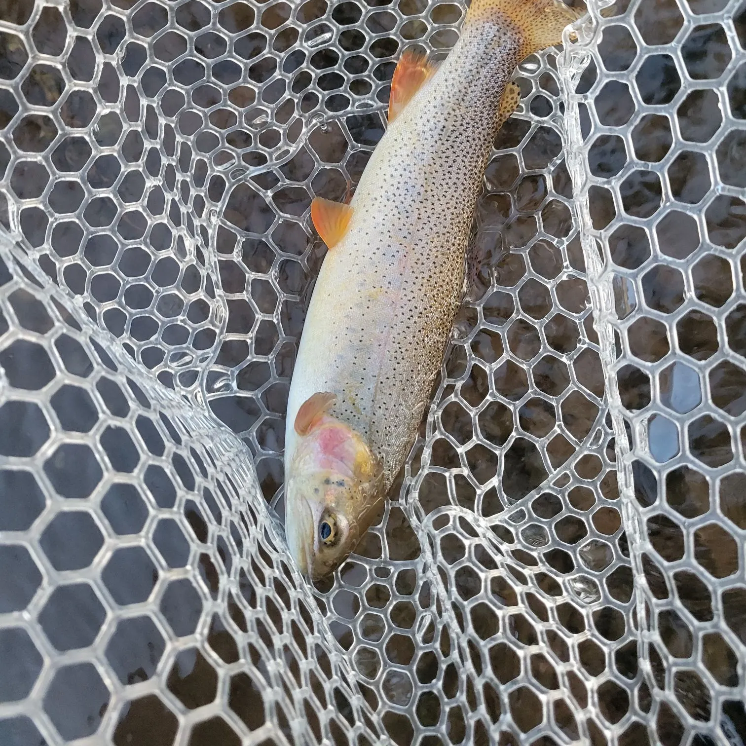 The most recent Snake River fine-spotted cutthroat trout catches on Fishbrain