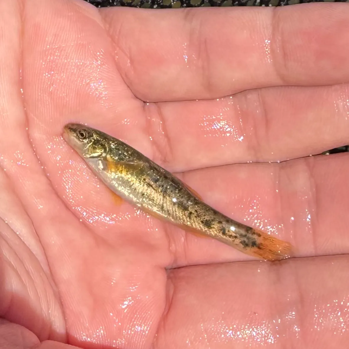 The most recent Speckled dace catches on Fishbrain