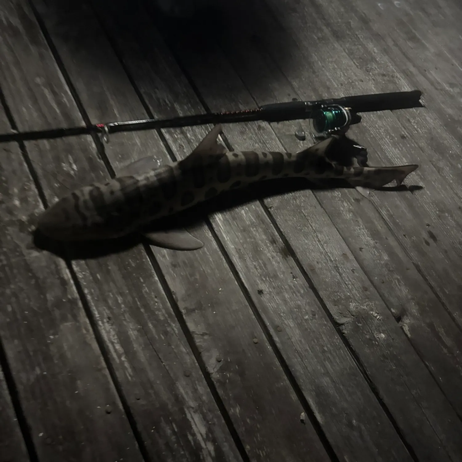 Leopard shark caught on Fishbrain