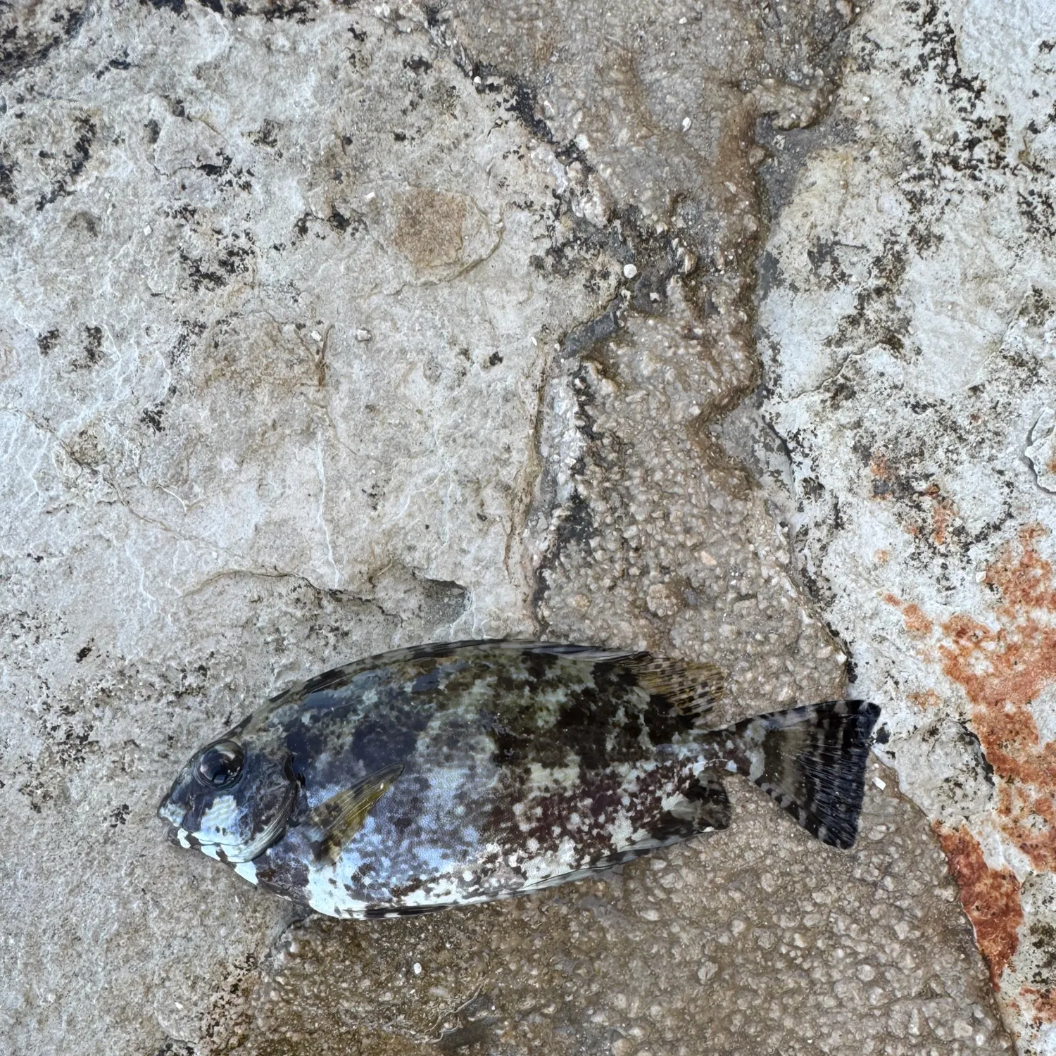 The most recent Marbled Spinefoot catches on Fishbrain