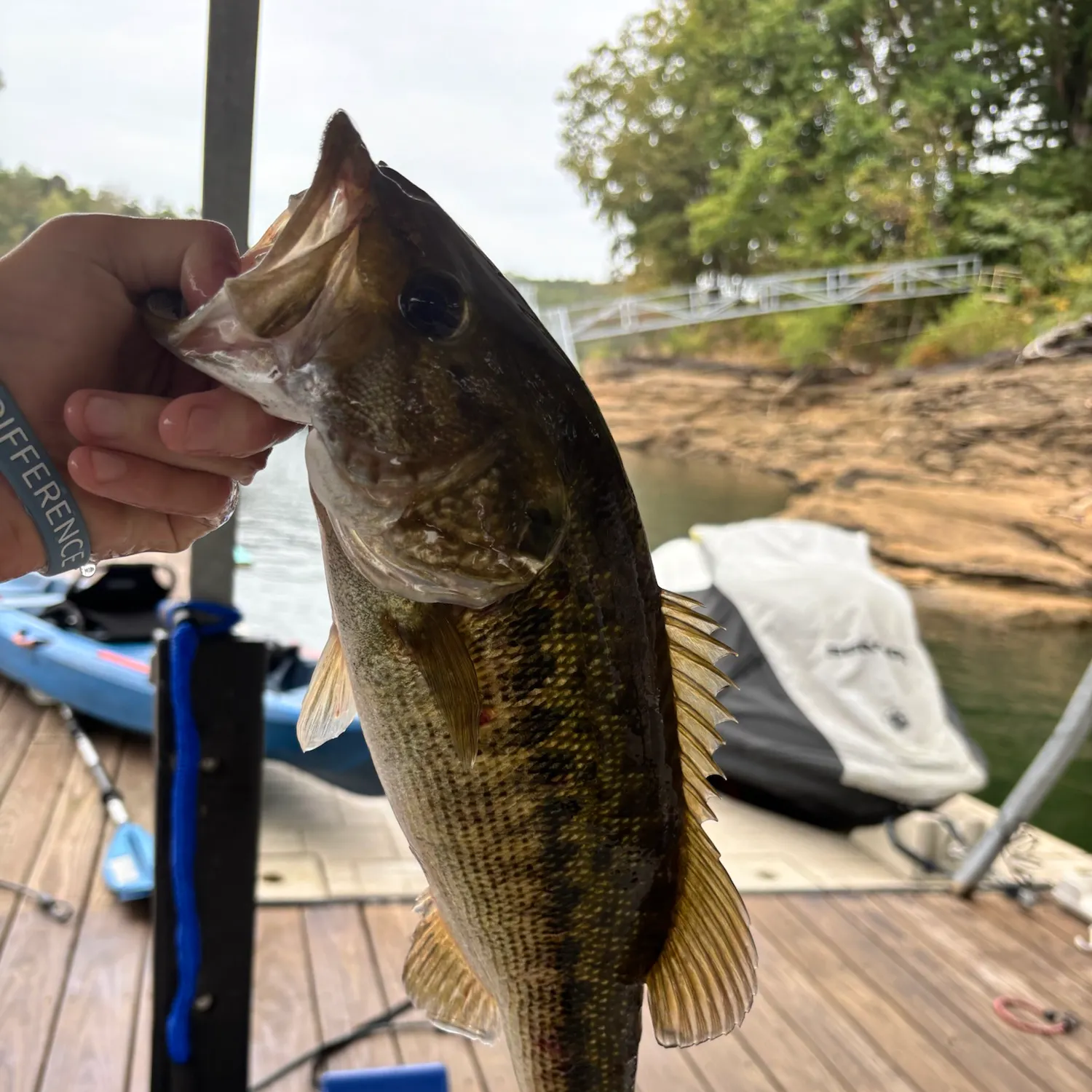 Spotted bass caught on Fishbrain