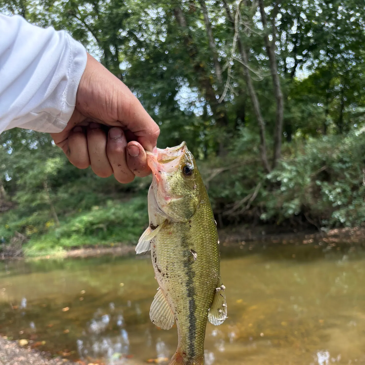 Spotted bass caught on Fishbrain