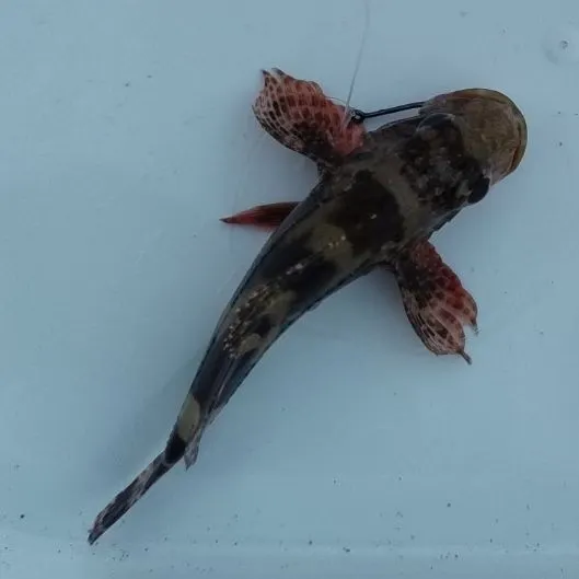The most recent California scorpionfish catches on Fishbrain