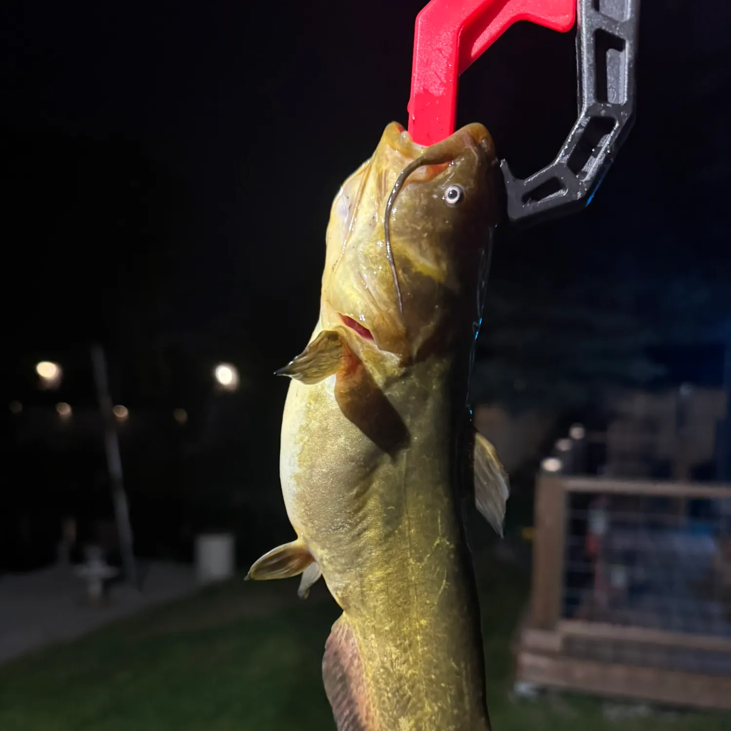 The most recent Black bullhead catches on Fishbrain