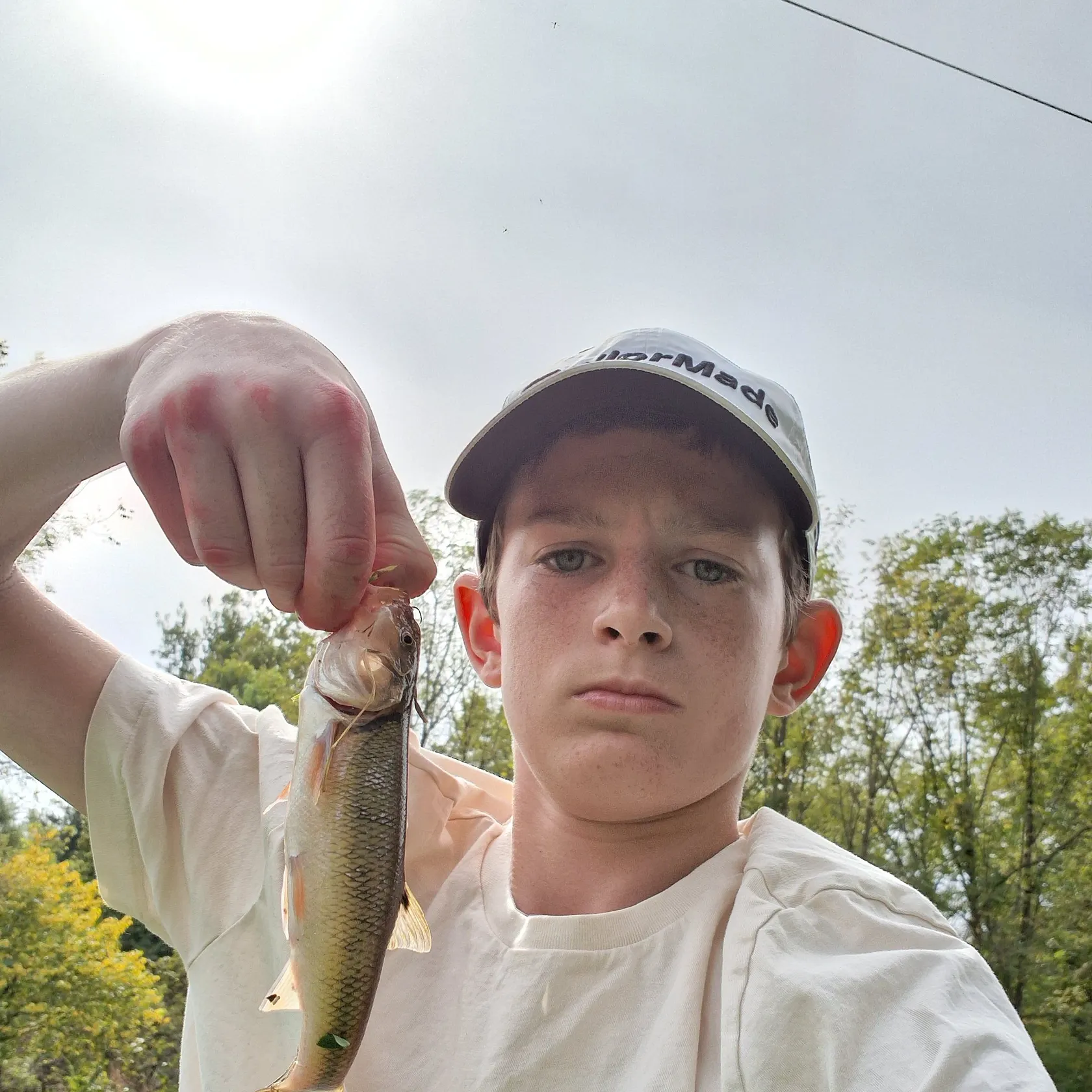 Creek chub caught on Fishbrain