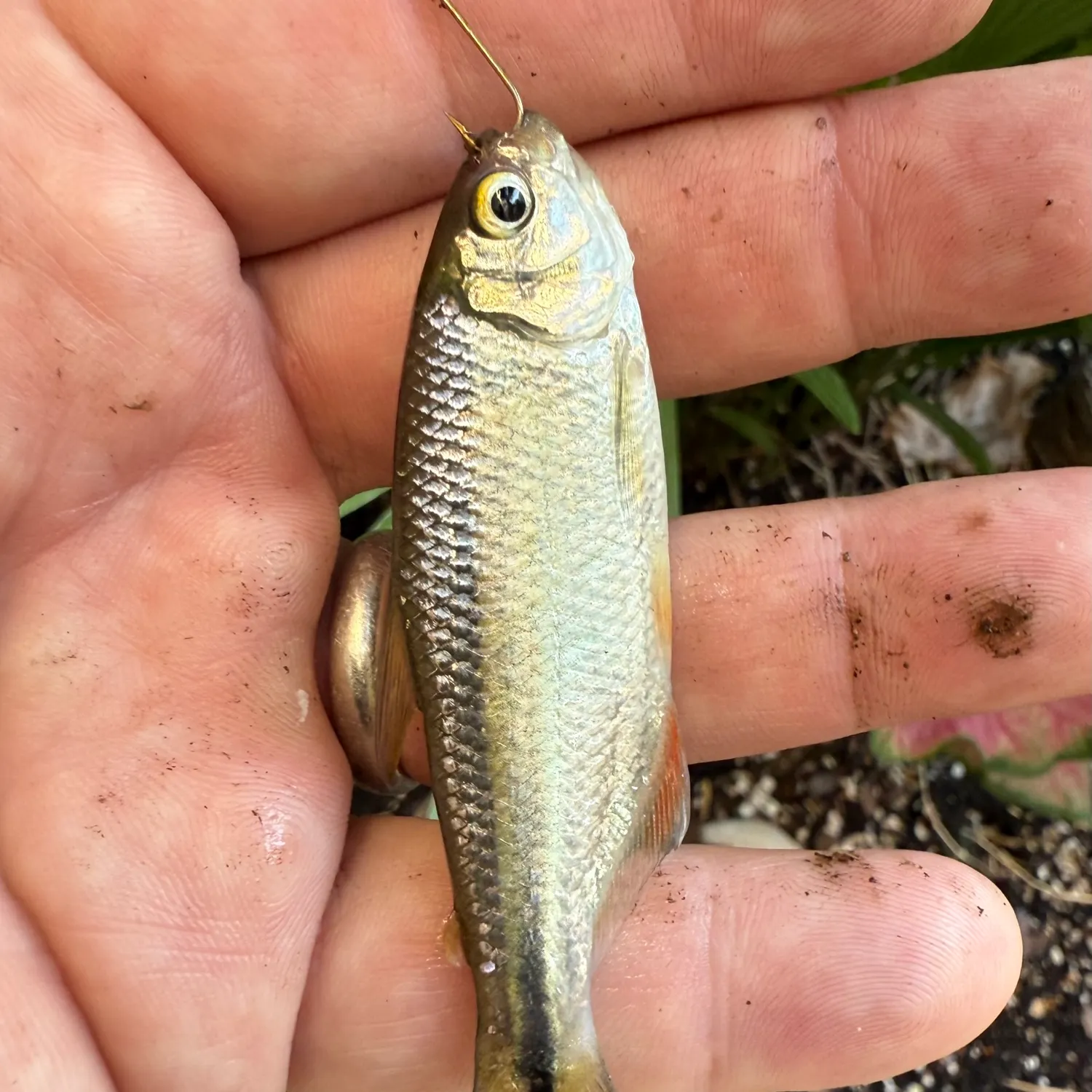 The most recent Mexican tetra catches on Fishbrain