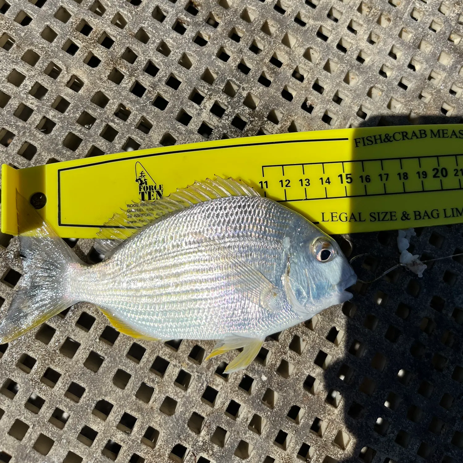 The most recent Goldlined seabream catches on Fishbrain