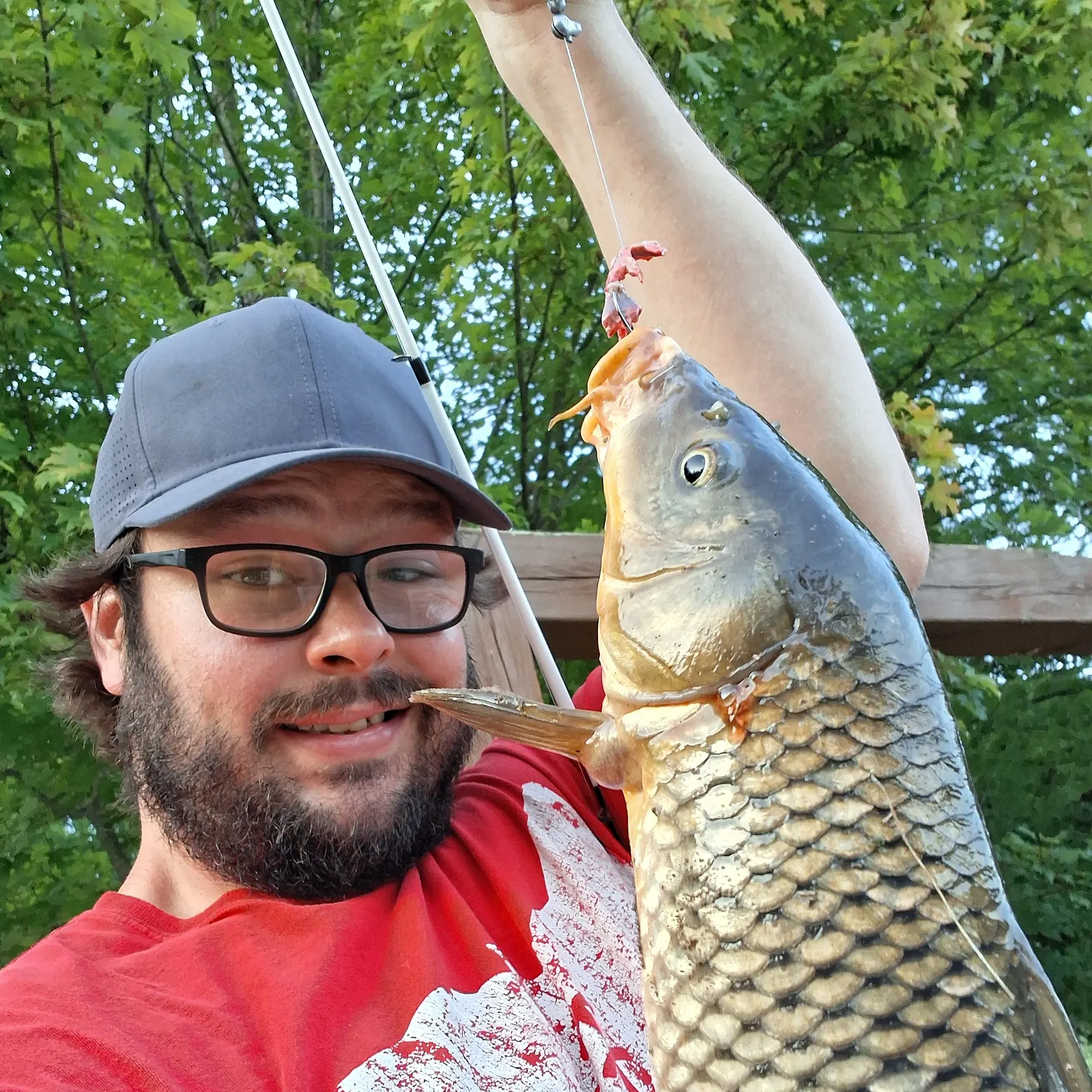 Common carp caught on Fishbrain