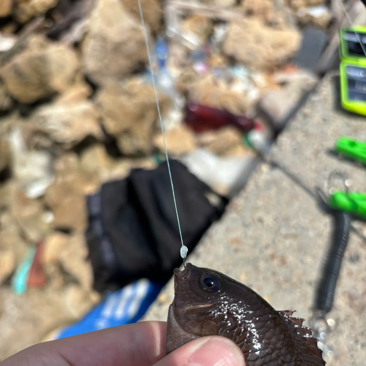 The most recent Dusky damselfish catches on Fishbrain