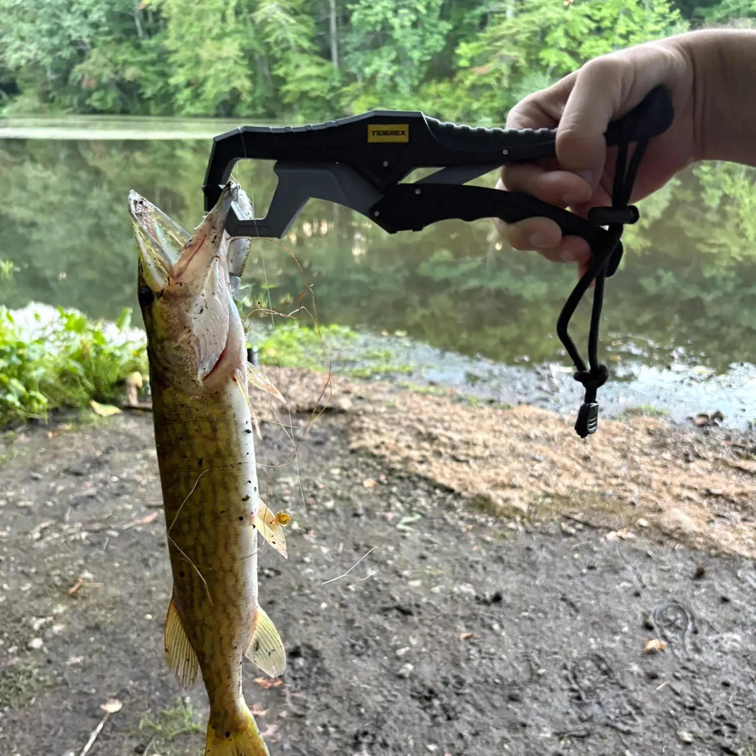 Chain pickerel caught on Fishbrain