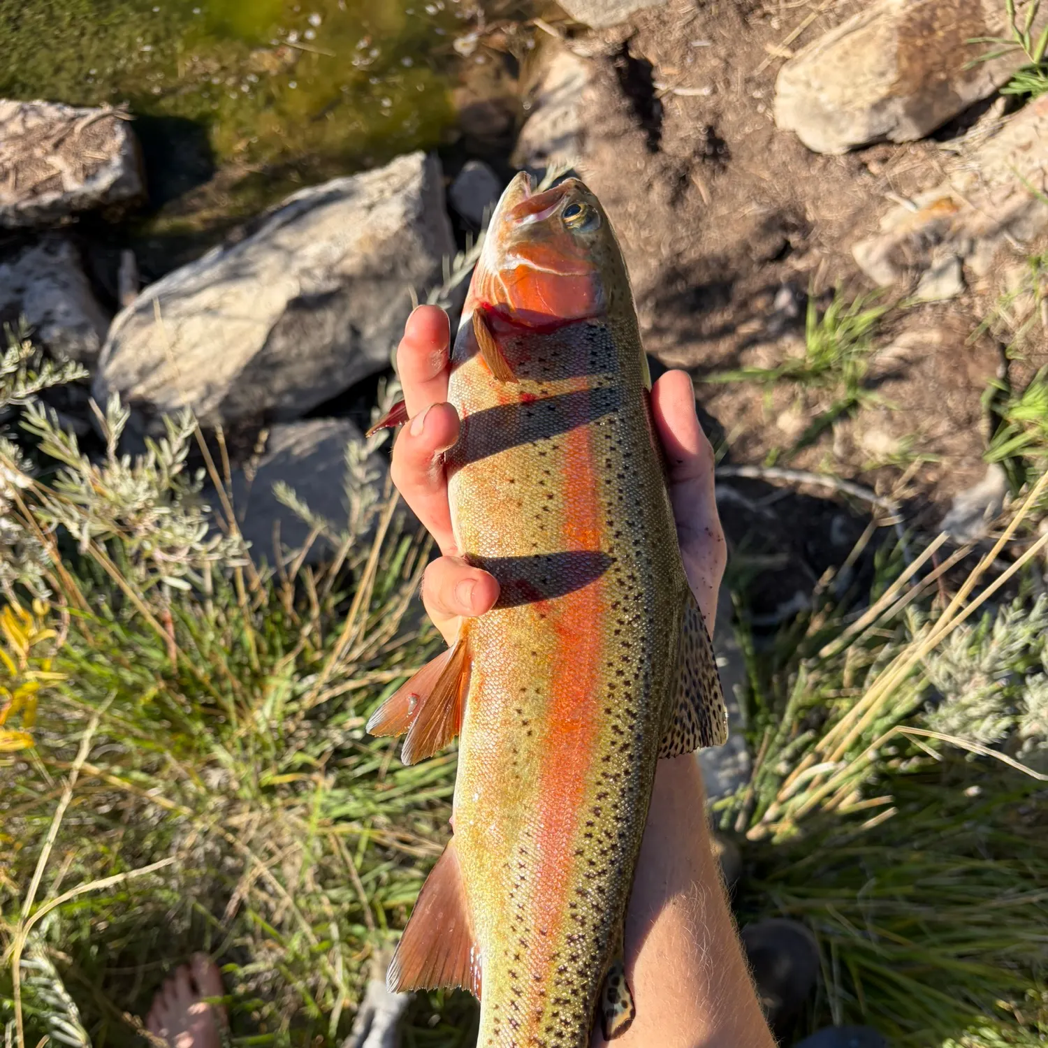 Rainbow trout caught on Fishbrain