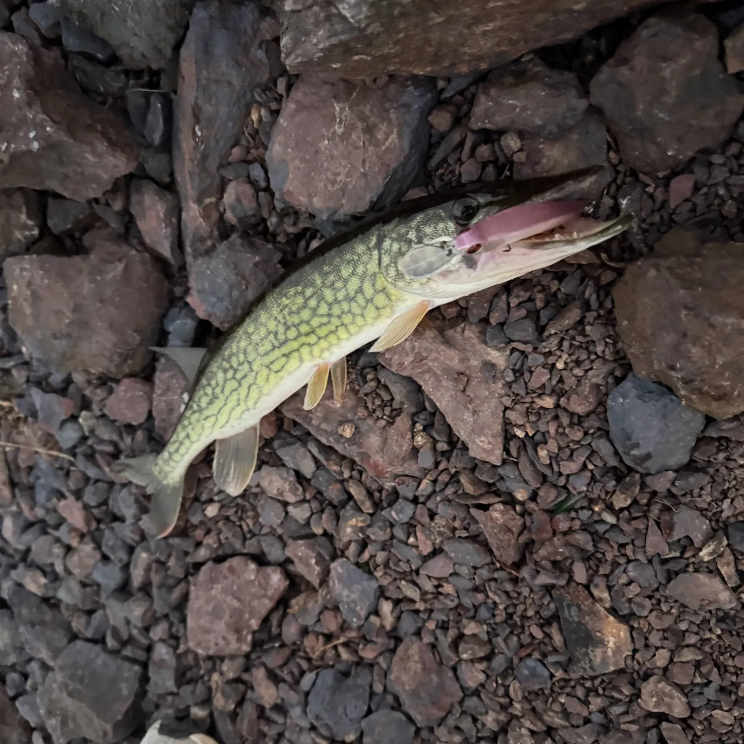 Chain pickerel caught on Fishbrain