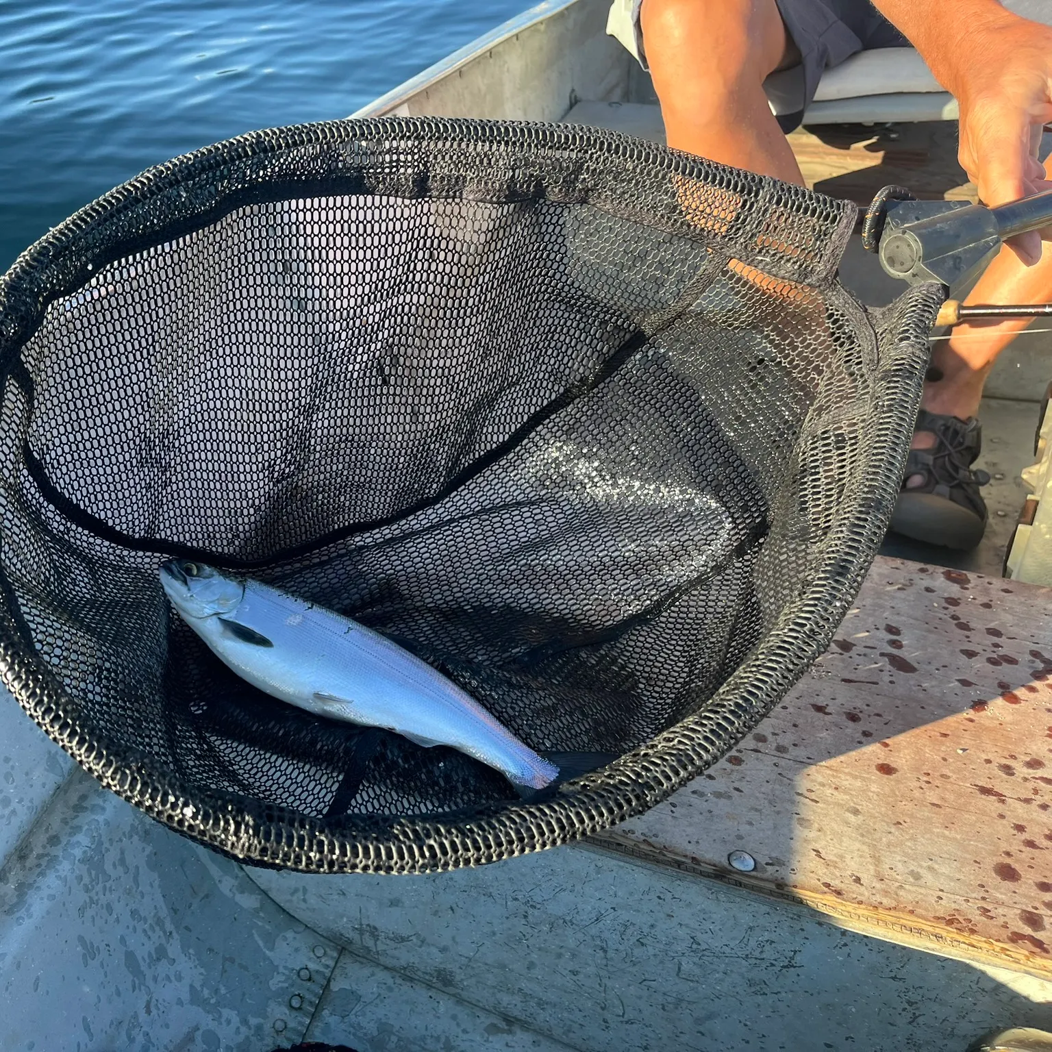 The most recent Steelhead catches on Fishbrain
