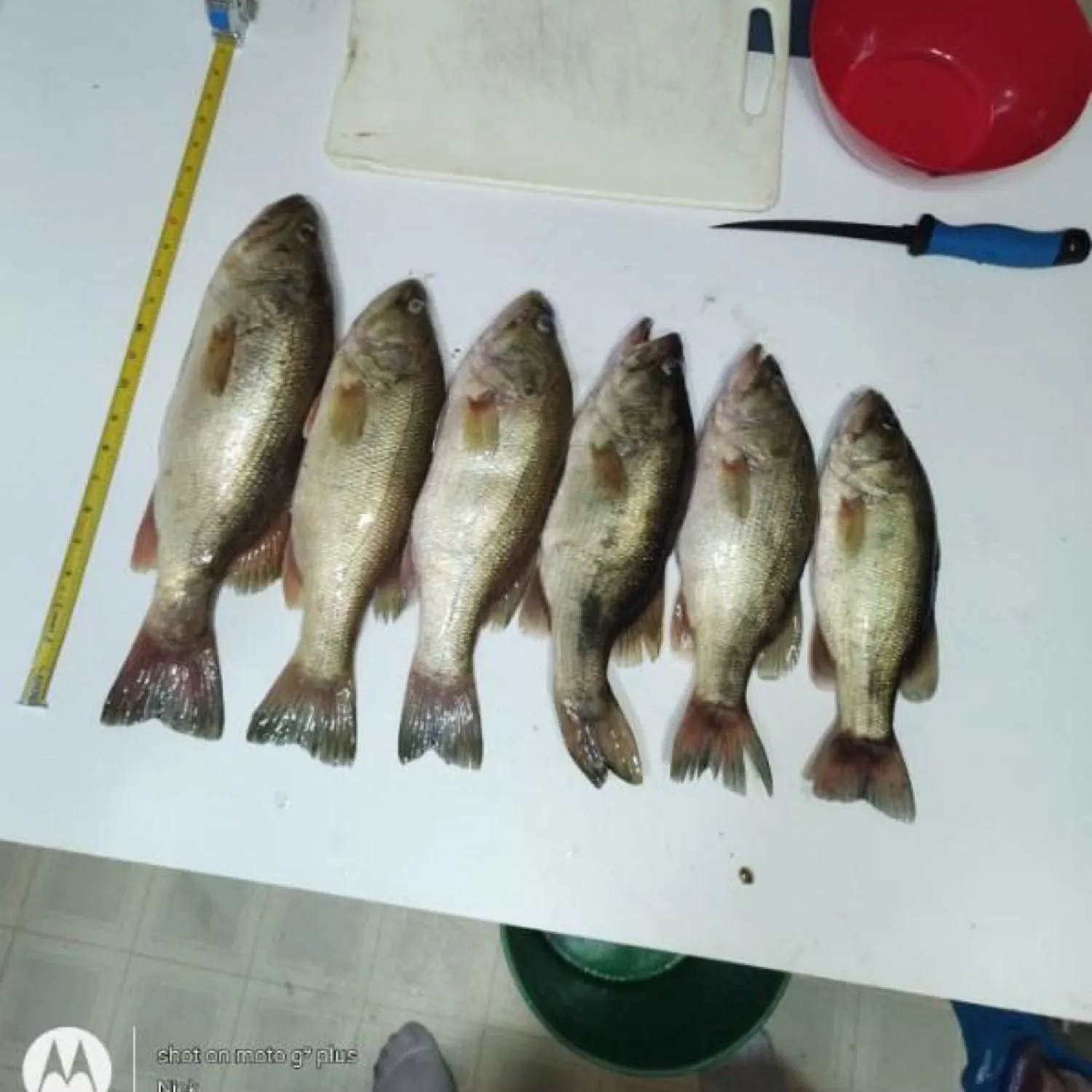 recently logged catches