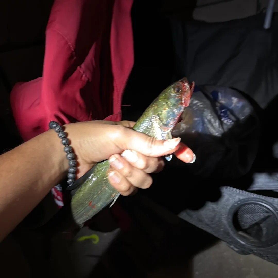 The most recent Ladyfish catches on Fishbrain