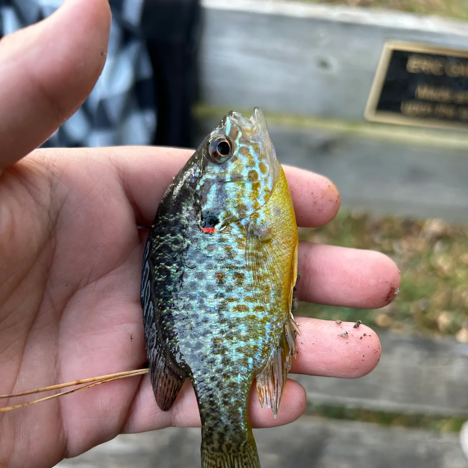 Pumpkinseed caught on Fishbrain