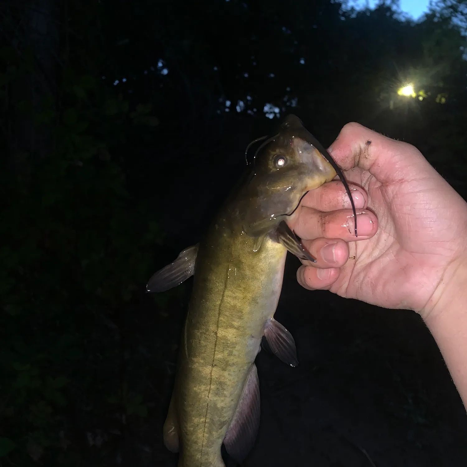 Brown bullhead caught on Fishbrain