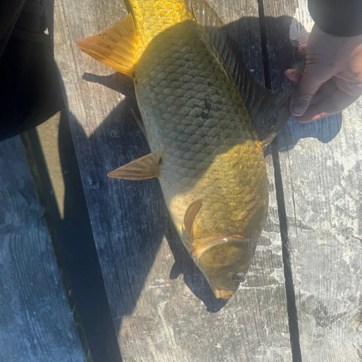 Common carp caught on Fishbrain
