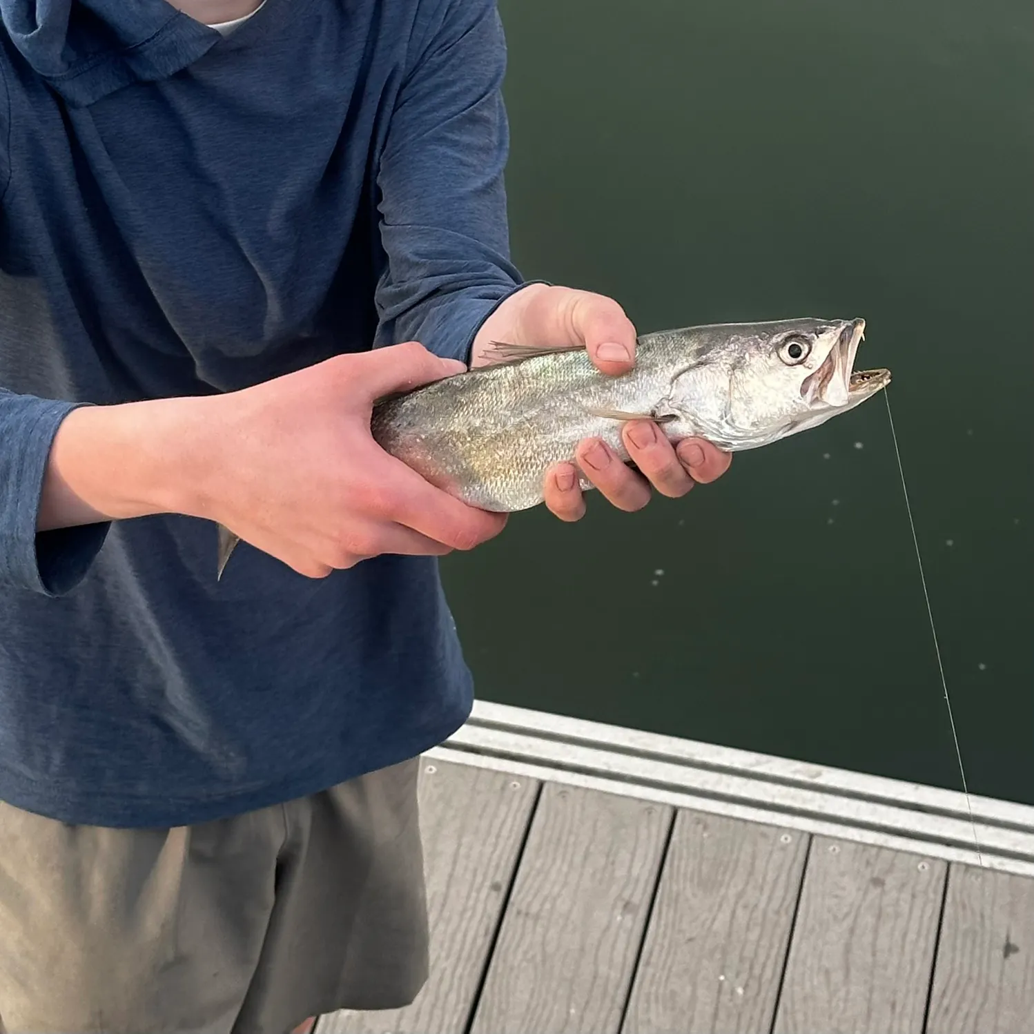 The most recent Shortfin corvina catches on Fishbrain