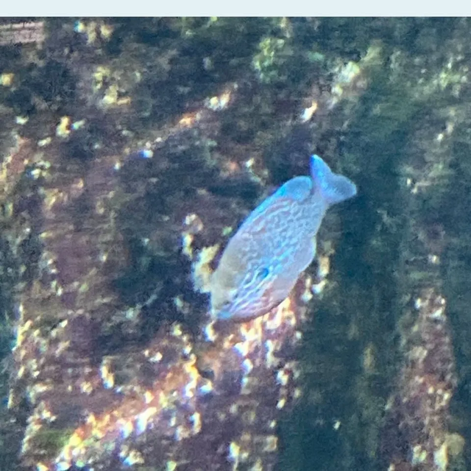 The most recent Pumpkinseed x green sunfish catches on Fishbrain