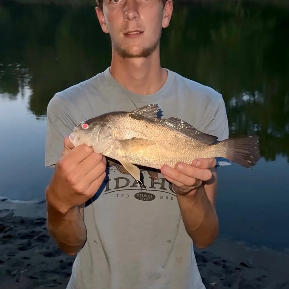 Freshwater drum caught on Fishbrain