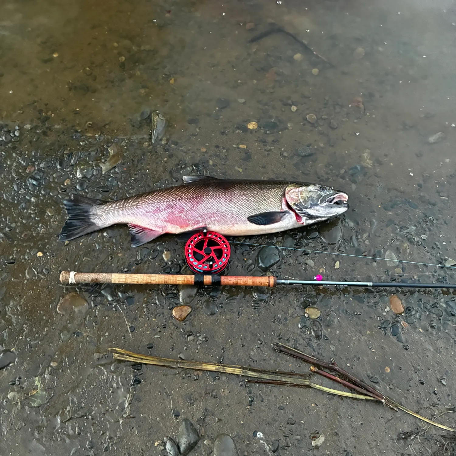Coho salmon caught on Fishbrain
